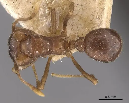 Acromyrmex heyeri specimen CASENT0909433 image casent0909433_1