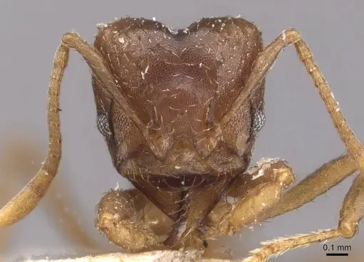 Acromyrmex heyeri specimen CASENT0909433 image casent0909433_2