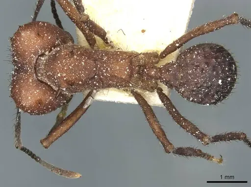 Acromyrmex heyeri specimen CASENT0912477 image casent0912477_1