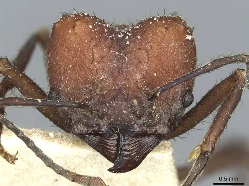 Acromyrmex heyeri specimen CASENT0912477 image casent0912477_2