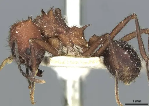Acromyrmex heyeri specimen CASENT0912477 image casent0912477_3