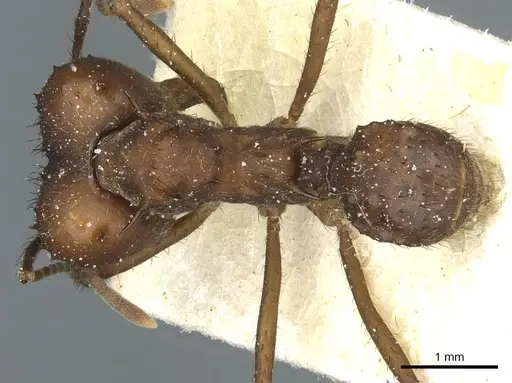 Acromyrmex heyeri specimen CASENT0912478 image casent0912478_1