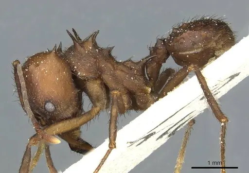 Acromyrmex heyeri specimen CASENT0912478 image casent0912478_3