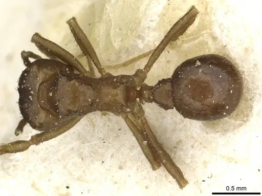 Acromyrmex heyeri specimen CASENT0912479 image casent0912479_1