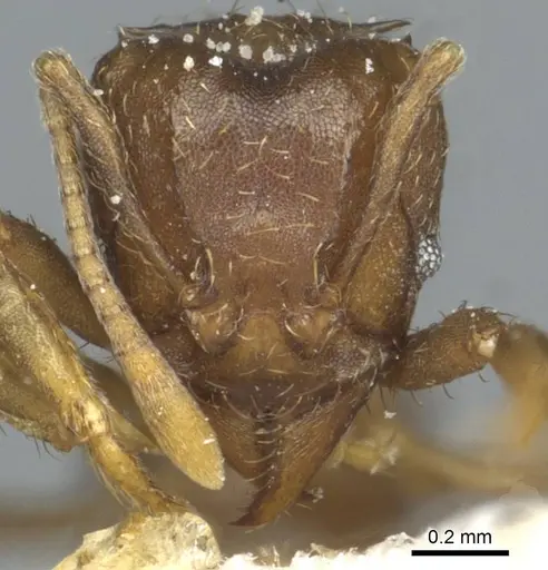 Acromyrmex heyeri specimen CASENT0912479 image casent0912479_2