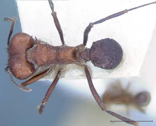 Acromyrmex heyeri specimen FOCOL0069-1 image focol0069-1_1
