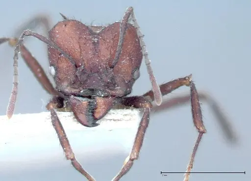 Acromyrmex heyeri specimen FOCOL0069-1 image focol0069-1_2