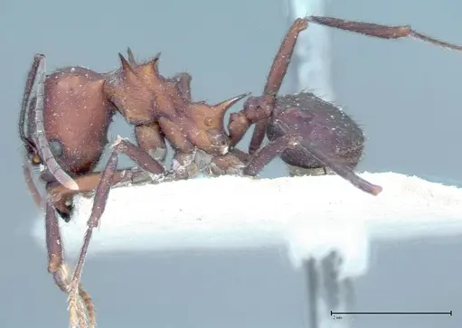 Acromyrmex heyeri specimen FOCOL0069-1 image focol0069-1_3
