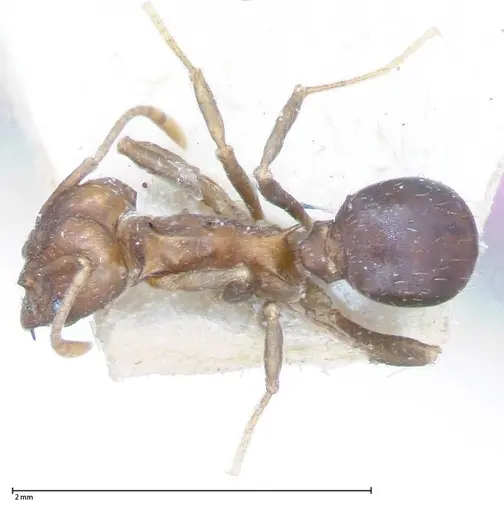 Acromyrmex heyeri specimen FOCOL0069-2 image focol0069-2_1