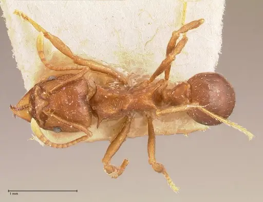 Acromyrmex heyeri specimen FOCOL0710 image focol0710_1