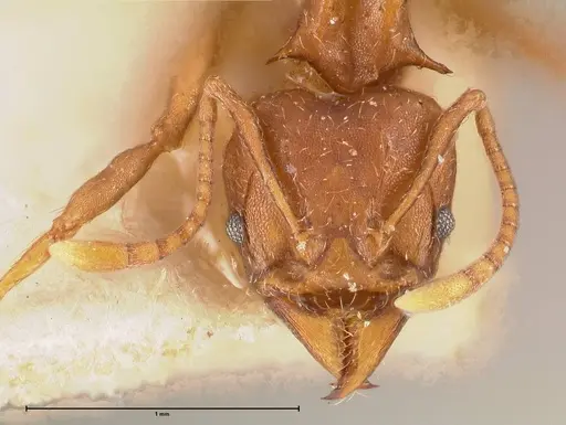 Acromyrmex heyeri specimen FOCOL0710 image focol0710_2