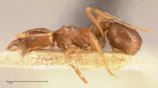 Acromyrmex heyeri specimen FOCOL0710 image focol0710_3