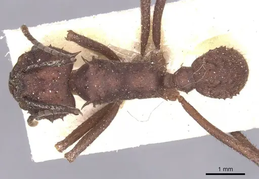 Acromyrmex hispidus specimen CASENT0912454 image casent0912454_1