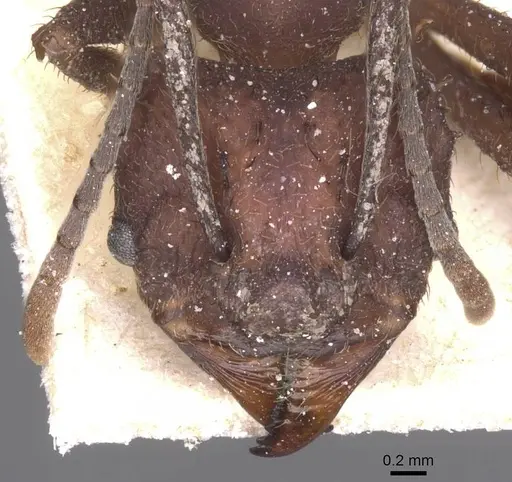 Acromyrmex hispidus specimen CASENT0912454 image casent0912454_2