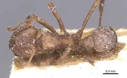 Acromyrmex hispidus specimen CASENT0912455 image casent0912455_1