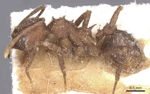 Acromyrmex hispidus specimen CASENT0912455 image casent0912455_3