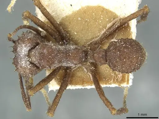 Acromyrmex hispidus specimen CASENT0913867 image casent0913867_1