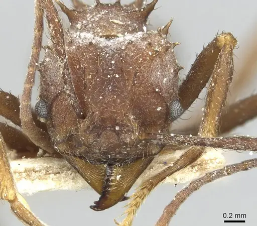 Acromyrmex hispidus specimen CASENT0913867 image casent0913867_2