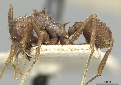 Acromyrmex hispidus specimen CASENT0913867 image casent0913867_3