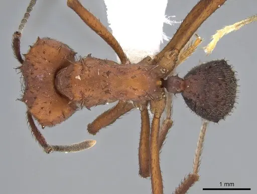 Acromyrmex hispidus specimen CASENT0922024 image casent0922024_1