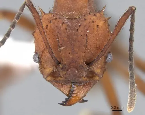Acromyrmex hispidus specimen CASENT0922024 image casent0922024_2