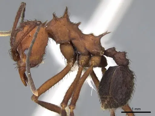 Acromyrmex hispidus specimen CASENT0922024 image casent0922024_3