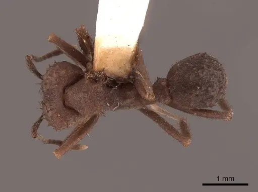 Acromyrmex hispidus specimen FMNHINS0000046888 image fmnhins0000046888_1