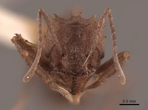 Acromyrmex hispidus specimen FMNHINS0000046888 image fmnhins0000046888_2