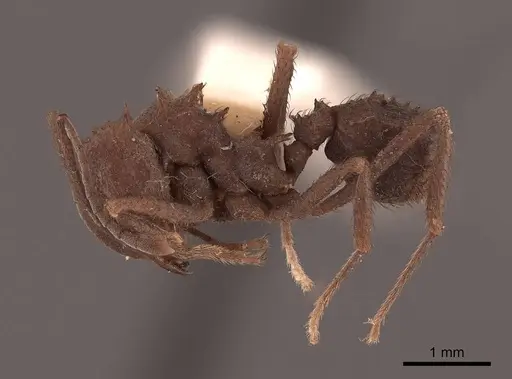 Acromyrmex hispidus specimen FMNHINS0000046888 image fmnhins0000046888_3