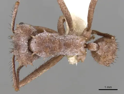 Acromyrmex hystrix specimen CASENT0281787 image casent0281787_1