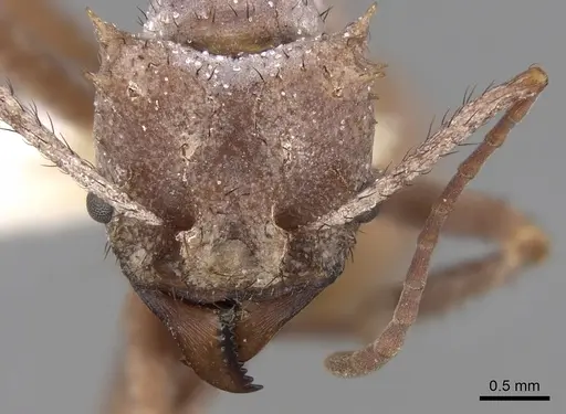 Acromyrmex hystrix specimen CASENT0281787 image casent0281787_2