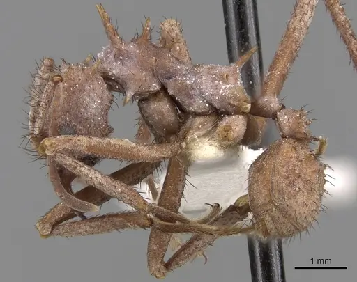 Acromyrmex hystrix specimen CASENT0281787 image casent0281787_3
