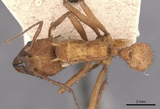Acromyrmex hystrix specimen CASENT0904992 image casent0904992_1
