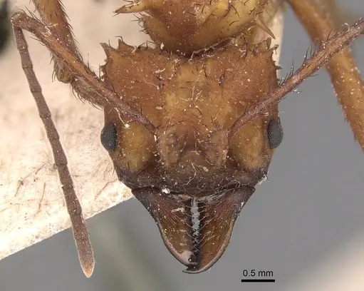 Acromyrmex hystrix specimen CASENT0904992 image casent0904992_2
