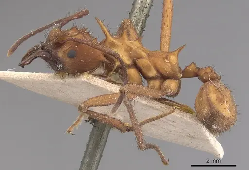 Acromyrmex hystrix specimen CASENT0904992 image casent0904992_3