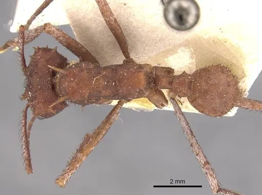 Acromyrmex hystrix specimen CASENT0909412 image casent0909412_1