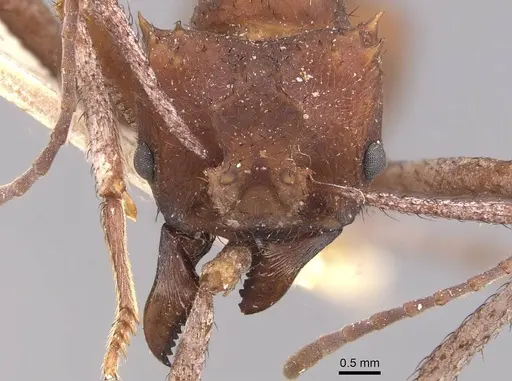 Acromyrmex hystrix specimen CASENT0909412 image casent0909412_2