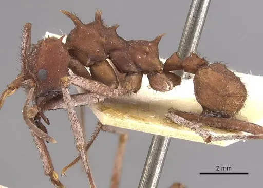 Acromyrmex hystrix specimen CASENT0909412 image casent0909412_3