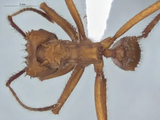 Acromyrmex hystrix specimen ECOFOG-HC-0039 image ecofog-hc-0039_1