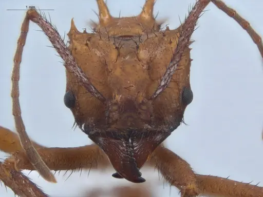 Acromyrmex hystrix specimen ECOFOG-HC-0039 image ecofog-hc-0039_2