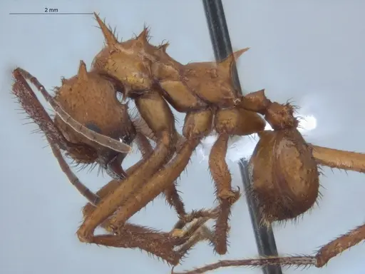 Acromyrmex hystrix specimen ECOFOG-HC-0039 image ecofog-hc-0039_3