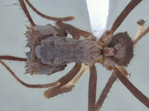 Acromyrmex hystrix specimen ECOFOG-IT14-0154-04 image ecofog-it14-0154-04_1