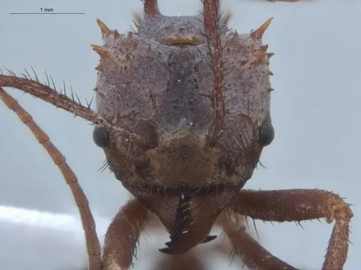 Acromyrmex hystrix specimen ECOFOG-IT14-0154-04 image ecofog-it14-0154-04_2