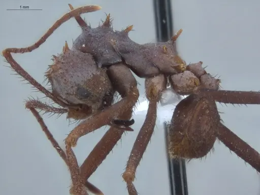Acromyrmex hystrix specimen ECOFOG-IT14-0154-04 image ecofog-it14-0154-04_3