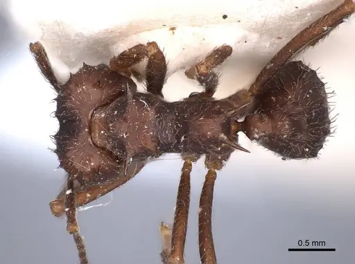 Acromyrmex hystrix specimen FMNHINS0000047658 image fmnhins0000047658_1