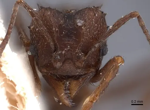 Acromyrmex hystrix specimen FMNHINS0000047658 image fmnhins0000047658_2