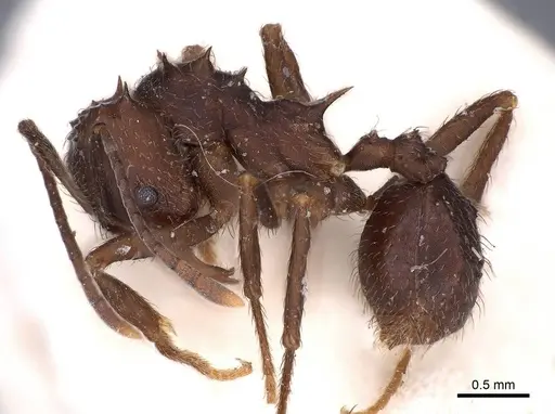 Acromyrmex hystrix specimen FMNHINS0000047658 image fmnhins0000047658_3