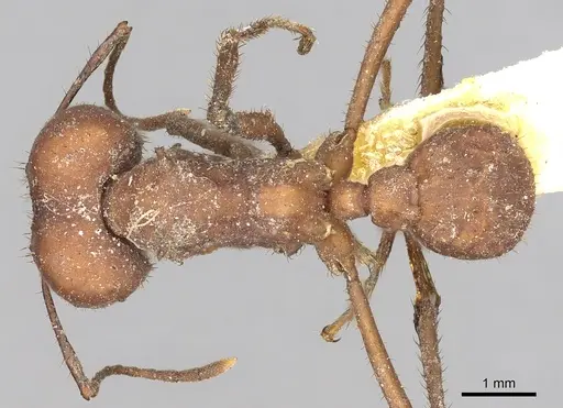 Acromyrmex landolti specimen CASENT0281785 image casent0281785_1