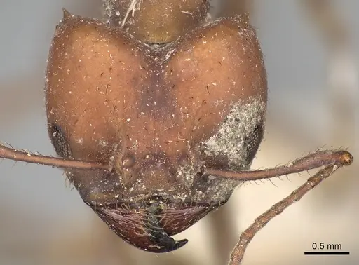 Acromyrmex landolti specimen CASENT0281785 image casent0281785_2