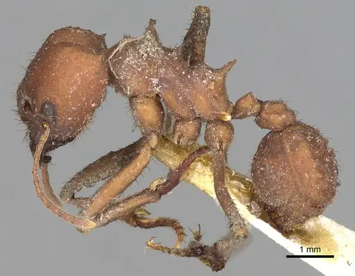 Acromyrmex landolti specimen CASENT0281785 image casent0281785_3